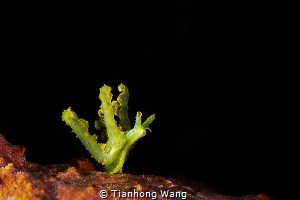 WANNA FLY by Tianhong Wang 